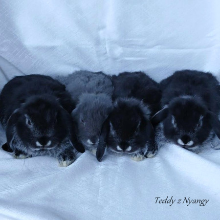 Vrh Y27 - VOLNÍ 3 KLUCI K REZERVACÍM !!!